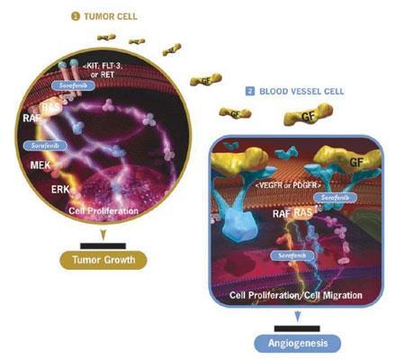 Tumour growth and angiogenisis