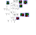 Thumbnail for version as of 13:26, 16 May 2019