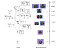 Thumbnail for version as of 14:56, 12 December 2011