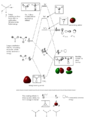 Thumbnail for version as of 13:28, 11 December 2014