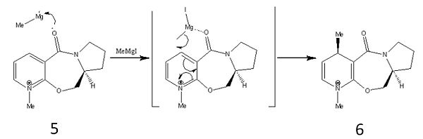 Stereochemistry of Molecules 5 and 6