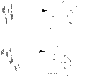 Thumbnail for version as of 15:51, 12 November 2009