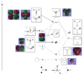 Thumbnail for version as of 18:06, 4 December 2011