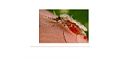 Thumbnail for version as of 14:11, 29 October 2007