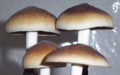 Thumbnail for version as of 18:01, 5 December 2007
