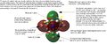 Thumbnail for version as of 06:51, 7 March 2014