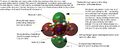Thumbnail for version as of 06:54, 7 March 2014