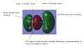 Thumbnail for version as of 14:46, 16 October 2013
