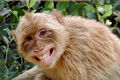 Thumbnail for version as of 15:32, 28 January 2013