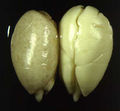 Thumbnail for version as of 14:43, 21 October 2006