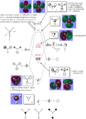 Thumbnail for version as of 21:27, 8 March 2015