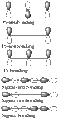 Thumbnail for version as of 14:57, 14 March 2011