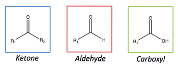 Carbonyl and carboxyl overview