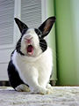 Thumbnail for version as of 17:57, 22 November 2007