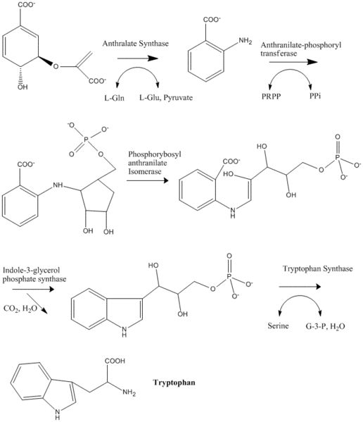 File:Tryptsynthesis.gif