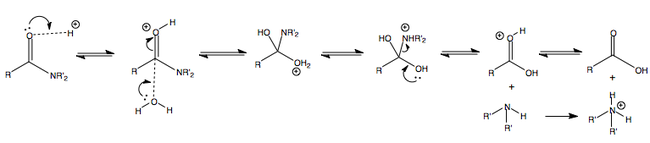 Acid-catalysed amide hydrolysis